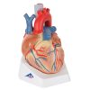 Cuore, in 7 parti - VD253